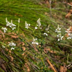 Comesperma ericinum at Penrose, NSW - 2 Oct 2022