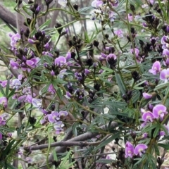 Glycine clandestina (Twining Glycine) at Molonglo Valley, ACT - 1 Oct 2022 by sangio7