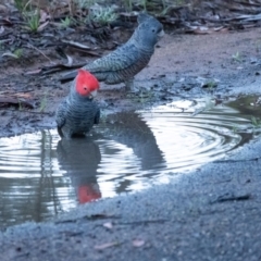 Callocephalon fimbriatum (Gang-gang Cockatoo) at Wingecarribee Local Government Area - 1 Oct 2022 by Aussiegall