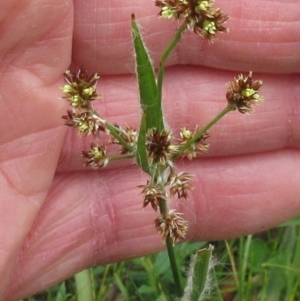 Luzula densiflora at Molonglo Valley, ACT - 1 Oct 2022