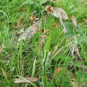 Luzula densiflora at Molonglo Valley, ACT - 1 Oct 2022