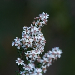 Olearia microphylla (Olearia) at Wingecarribee Local Government Area - 30 Sep 2022 by Aussiegall