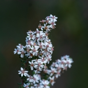 Olearia microphylla at Penrose, NSW - 30 Sep 2022 03:20 PM