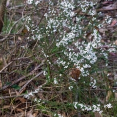 Olearia microphylla at Penrose, NSW - 30 Sep 2022