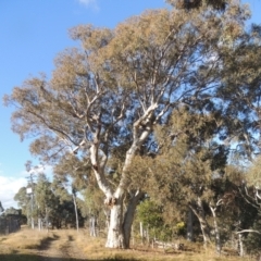 Eucalyptus rossii (Inland Scribbly Gum) at Crace, ACT - 27 Aug 2022 by michaelb