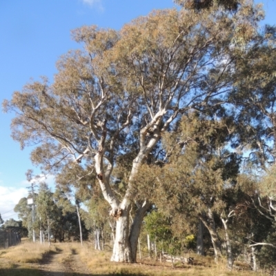 Eucalyptus rossii (Inland Scribbly Gum) at Gungaderra Grasslands - 27 Aug 2022 by MichaelBedingfield