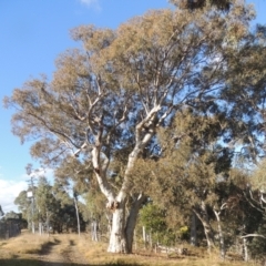 Eucalyptus rossii (Inland Scribbly Gum) at Gungaderra Grasslands - 27 Aug 2022 by michaelb