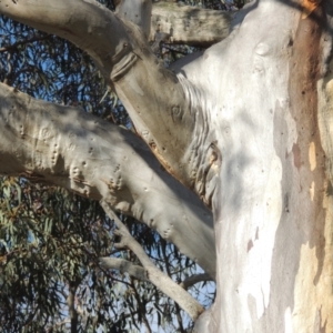 Eucalyptus rossii at Crace, ACT - 27 Aug 2022