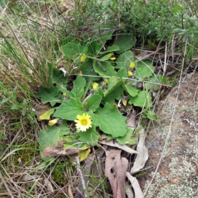 Cymbonotus sp. (preissianus or lawsonianus) (Bears Ears) at Molonglo Valley, ACT - 1 Oct 2022 by sangio7