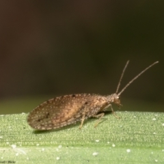 Micromus tasmaniae (Tasmanian Brown Lacewing) at Macgregor, ACT - 2 Oct 2022 by Roger