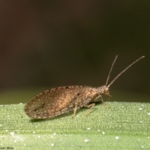 Micromus tasmaniae at Macgregor, ACT - 2 Oct 2022 05:35 PM