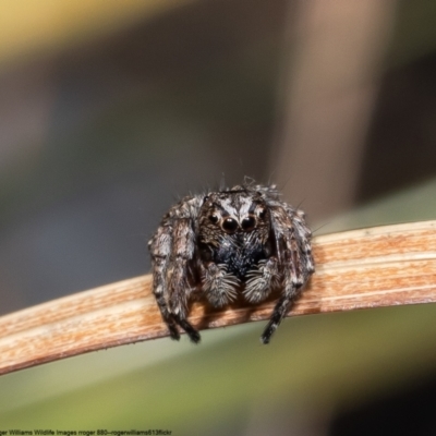 Servaea narraweena (A jumping spider) at Macgregor, ACT - 2 Oct 2022 by Roger