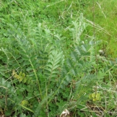 Acaena x ovina (Sheep's Burr) at Molonglo Valley, ACT - 1 Oct 2022 by sangio7