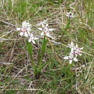 Wurmbea dioica subsp. dioica at Molonglo Valley, ACT - 1 Oct 2022 10:59 AM