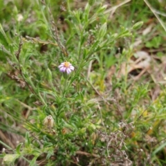 Vittadinia cuneata (Fuzzweed, New Holland Daisy) at Molonglo Valley, ACT - 1 Oct 2022 by sangio7