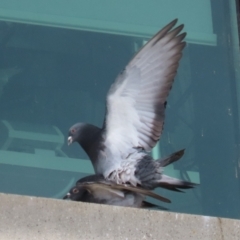 Columba livia (Rock Dove (Feral Pigeon)) at Symonston, ACT - 2 Oct 2022 by RodDeb