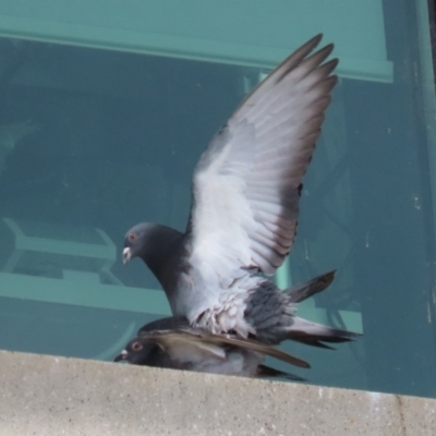 Columba livia (Rock Dove (Feral Pigeon)) at Symonston, ACT - 2 Oct 2022 by RodDeb