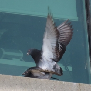 Columba livia at Symonston, ACT - 2 Oct 2022