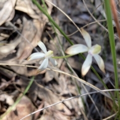 Caladenia ustulata (Brown Caps) at Black Mountain - 2 Oct 2022 by Jenny54