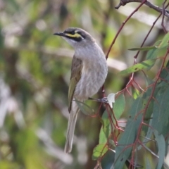 Caligavis chrysops (Yellow-faced Honeyeater) at Symonston, ACT - 2 Oct 2022 by RodDeb