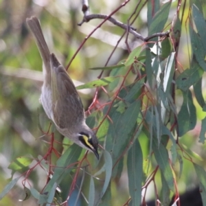 Caligavis chrysops at Symonston, ACT - 2 Oct 2022