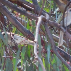 Caligavis chrysops at Symonston, ACT - 2 Oct 2022