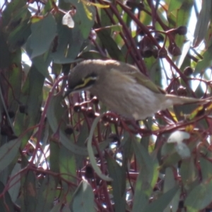 Caligavis chrysops at Symonston, ACT - 2 Oct 2022