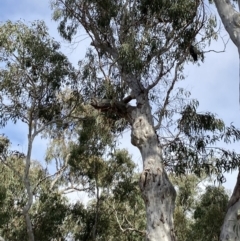 Callocephalon fimbriatum (Gang-gang Cockatoo) at Aranda, ACT - 3 Oct 2022 by Jenny54