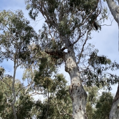 Callocephalon fimbriatum (Gang-gang Cockatoo) at Black Mountain - 2 Oct 2022 by Jenny54