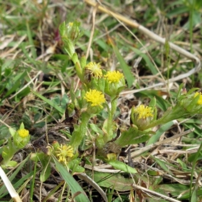 Triptilodiscus pygmaeus (Annual Daisy) at Molonglo Valley, ACT - 1 Oct 2022 by sangio7