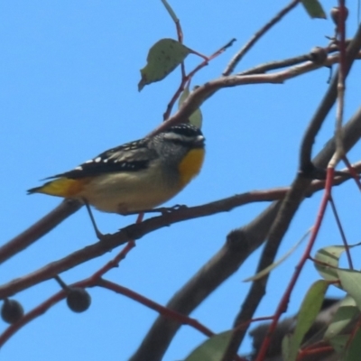 Pardalotus punctatus (Spotted Pardalote) at Symonston, ACT - 2 Oct 2022 by RodDeb