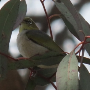 Zosterops lateralis at Symonston, ACT - 2 Oct 2022