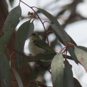 Zosterops lateralis at Symonston, ACT - 2 Oct 2022