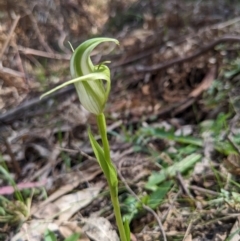 Pterostylis alpina (Mountain Greenhood) at Alpine Shire - 2 Oct 2022 by WalterEgo