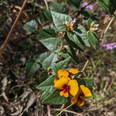 Platylobium formosum (Handsome Flat Pea) at Mount Buffalo National Park - 2 Oct 2022 by WalterEgo