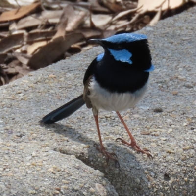 Malurus cyaneus (Superb Fairywren) at Symonston, ACT - 2 Oct 2022 by RodDeb