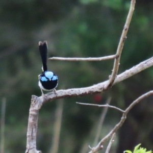 Malurus cyaneus at Symonston, ACT - 2 Oct 2022