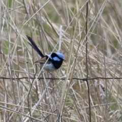 Malurus cyaneus at Symonston, ACT - 2 Oct 2022