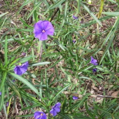 Solanum linearifolium (Kangaroo Apple) at The Pinnacle - 1 Oct 2022 by sangio7