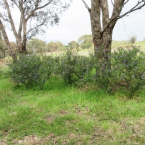 Solanum linearifolium at Hawker, ACT - 1 Oct 2022