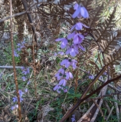 Tetratheca ciliata at Mount Buffalo, VIC - 2 Oct 2022 by WalterEgo