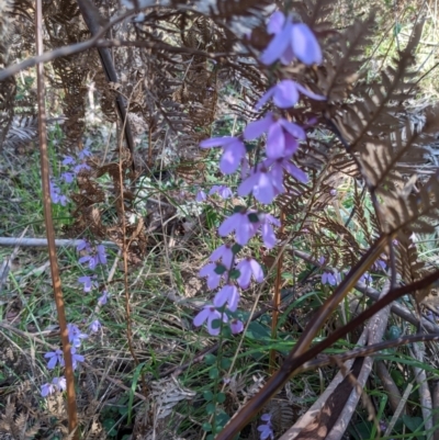 Tetratheca ciliata at Alpine Shire - 2 Oct 2022 by WalterEgo