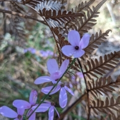 Tetratheca ciliata at Mount Buffalo National Park - 2 Oct 2022 03:30 PM