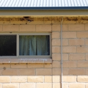 Petrochelidon ariel at Wirlinga, NSW - 3 Oct 2022