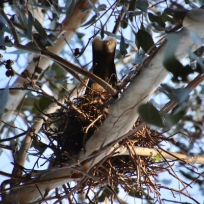 Strepera graculina (Pied Currawong) at Hughes Grassy Woodland - 2 Oct 2022 by LisaH