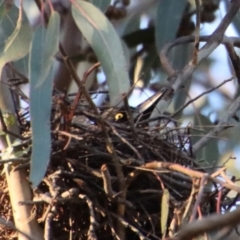 Strepera graculina at Hughes, ACT - 2 Oct 2022