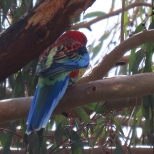 Platycercus elegans x eximius (hybrid) at Jerrabomberra, ACT - 2 Oct 2022