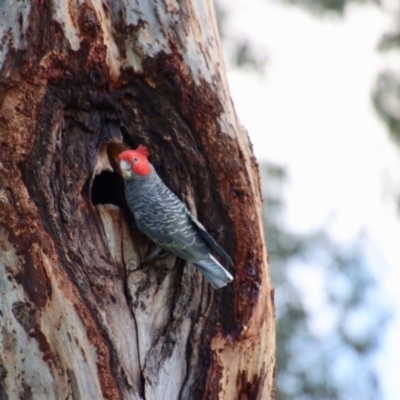 Callocephalon fimbriatum (Gang-gang Cockatoo) at Hughes, ACT - 2 Oct 2022 by LisaH