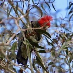 Callocephalon fimbriatum at Hughes, ACT - suppressed