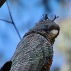 Callocephalon fimbriatum at Hughes, ACT - 2 Oct 2022